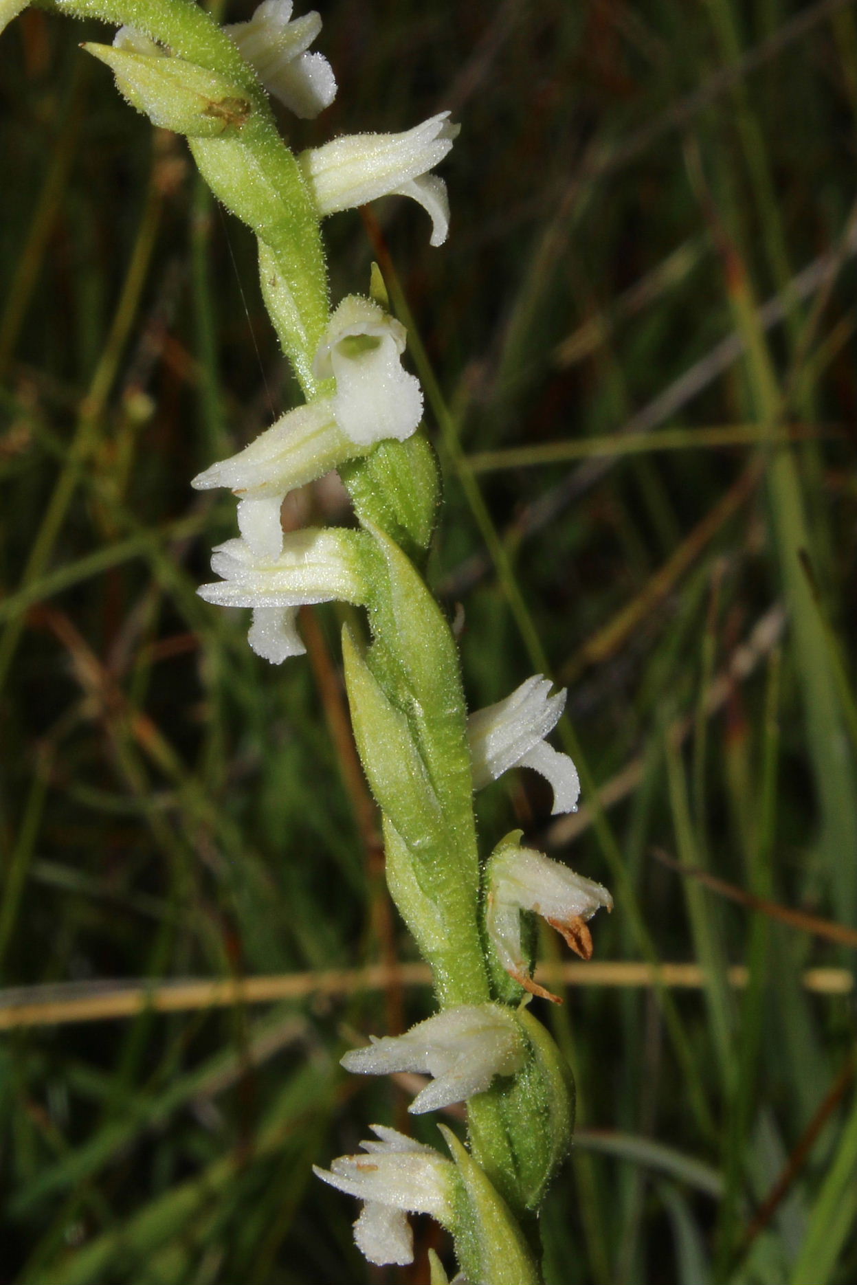 Orchidee-Saldi di fine stagione